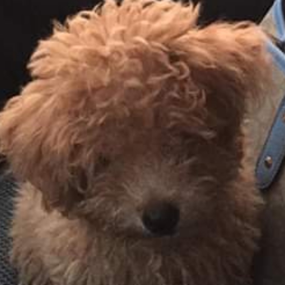 Meet your Posher, Josefa